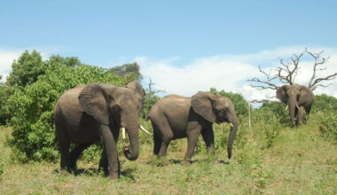 Botswana’s elephant hunting quota threatens to wipe out mature bulls: Report
