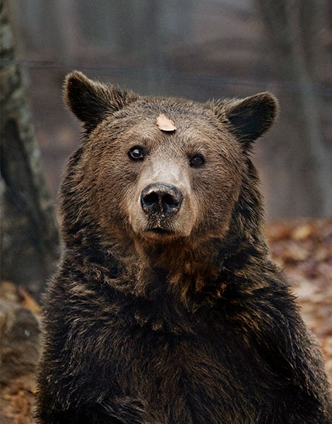 nymfaios-wild-renaissance-life-beside-bears-and-wolves0