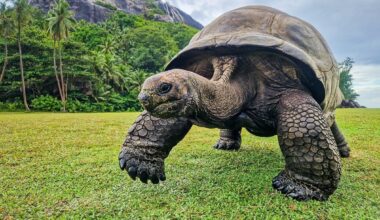 Aldabra giant tortoise walking on North Island