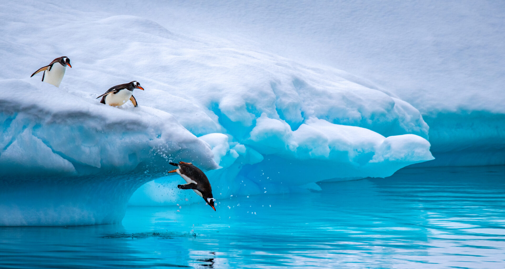 Antarctica penguins