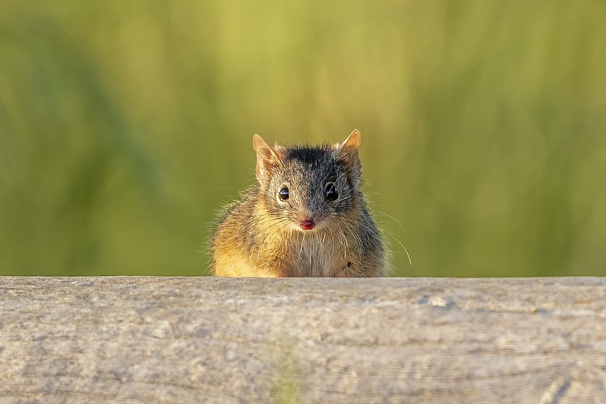 A small grey coloured shrew-like marsupial on a log