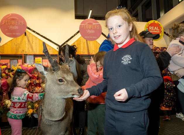 SuperValu ad deer from Wicklow is now a movie star and more in demand than Santa