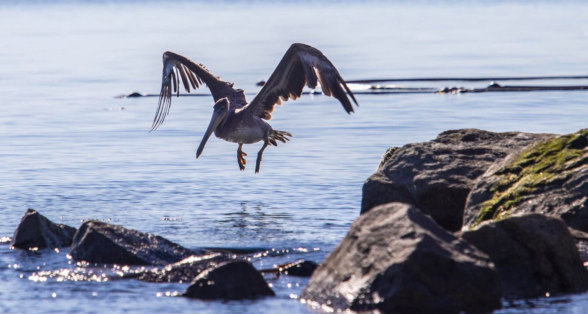CRD approves plan to nominate Greater Victoria as a UNESCO Biosphere region