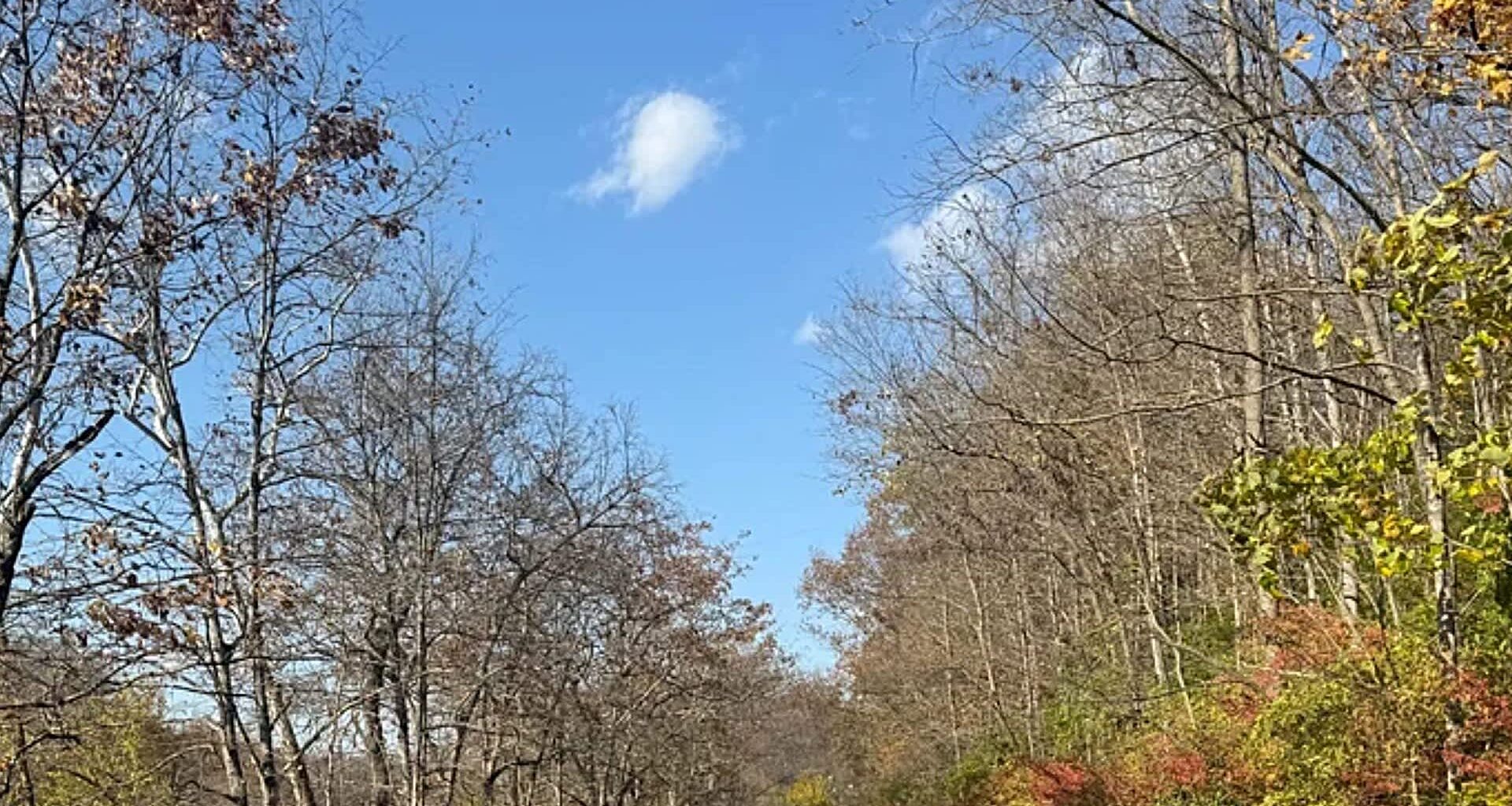 A Redditor shared how the highly invasive Burning Bush is taking over their neighborhood.