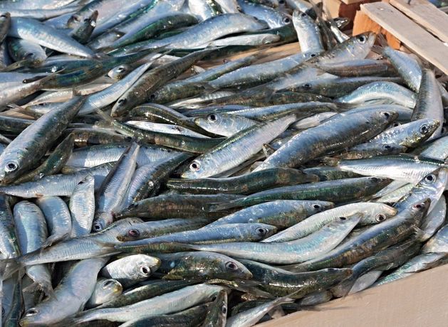 Anger in coastal Cork community over slashing of Irish fishing quota – ‘the EU is shafting us’