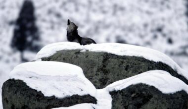 How Fearsome Wolves Became Loyal Dogs — and Changed Human History Forever