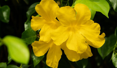 Youth Switch longevity supplement spots key aging signals