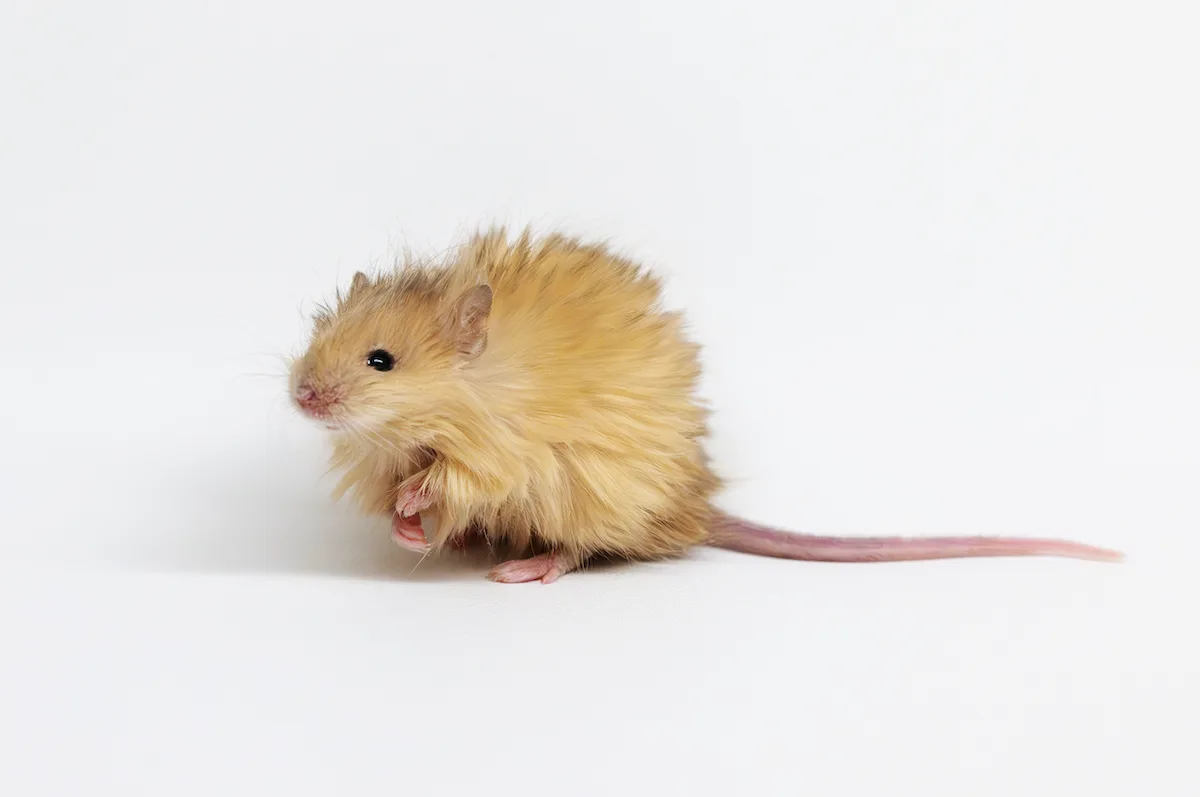A photo of a very fluffy, golden mouse – this is the Colossal woolly mouse that exhibits traits of the extinct woolly mammoth