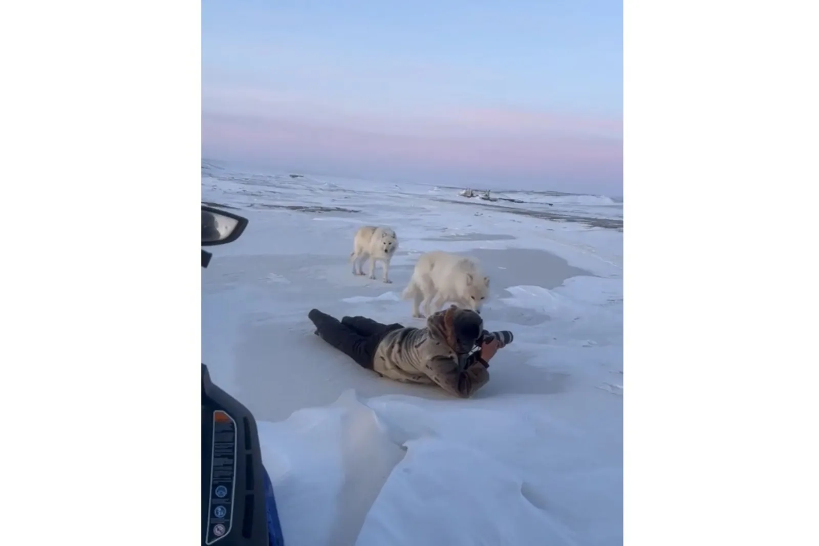 Arctic wolves approaching photographers in Canada.