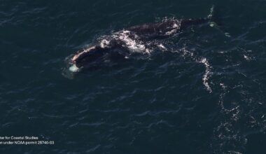 This ‘Irish Whale’ has been spotted off Donegal and the coast of North America – The Irish Times