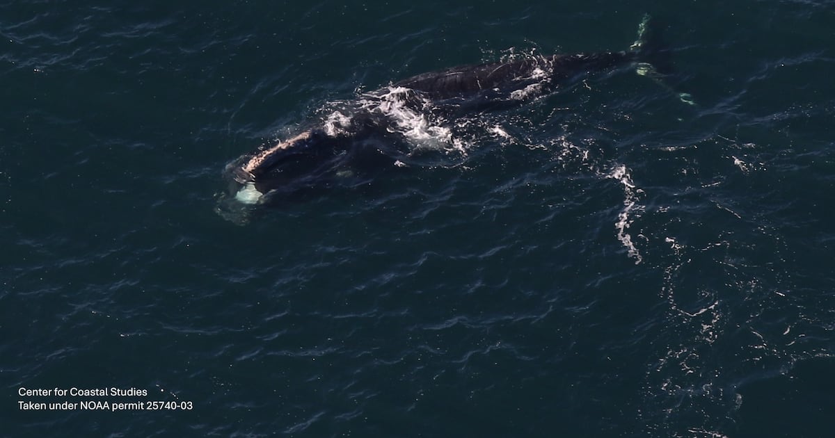 This ‘Irish Whale’ has been spotted off Donegal and the coast of North America – The Irish Times