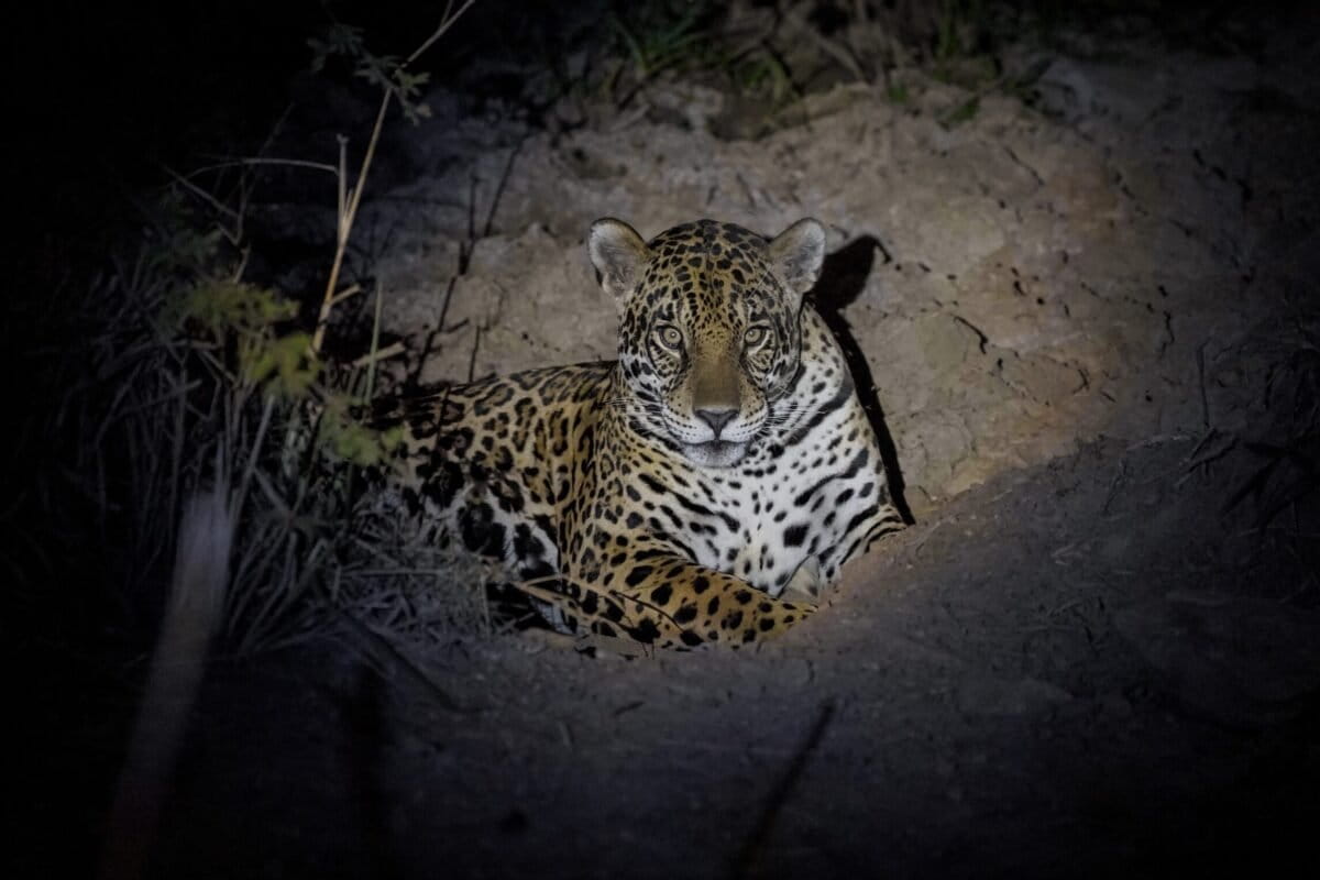 To save jaguars from extinction, scientists in Brazil are trying IVF and cloning