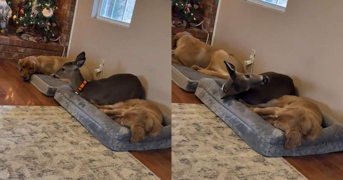 Video: Deer Makes Himself Comfortable Between Golden Retrievers