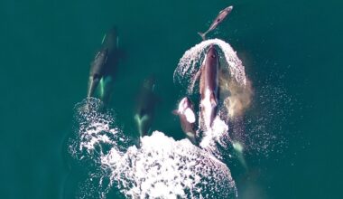 Dolphin with a pod of northern resident killer whales