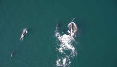 Aerial view of a dolphin and a group of killer whales following it.