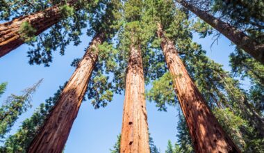 Ancient fossil reveals how small plants grew into giant trees