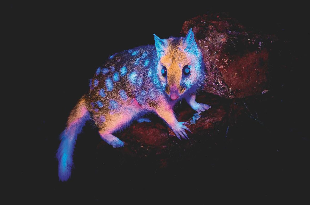 Eastern quoll