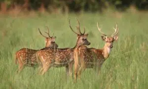 El chital, la nueva especie invasora en el Magdalena