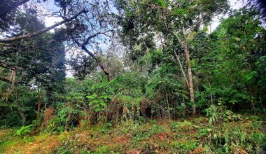 The rhinoceros hornbill was previously thought to be locally extinct in Singapore.