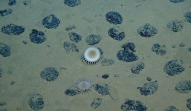 Extraordinary Claims Require Extraordinary Evidence: Evaluating Nodule-associated Dark Oxygen Production (opinion)