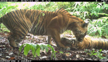 Sumatran Tiger: One tiger standing above a tiger laying down with their faces close.