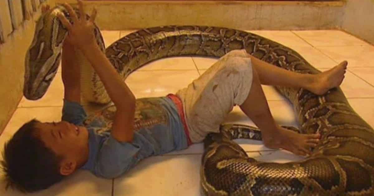 For Years, a Little Boy Slept With a Giant Python — Their Unlikely Friendship Ends in the Worst Way Imaginable