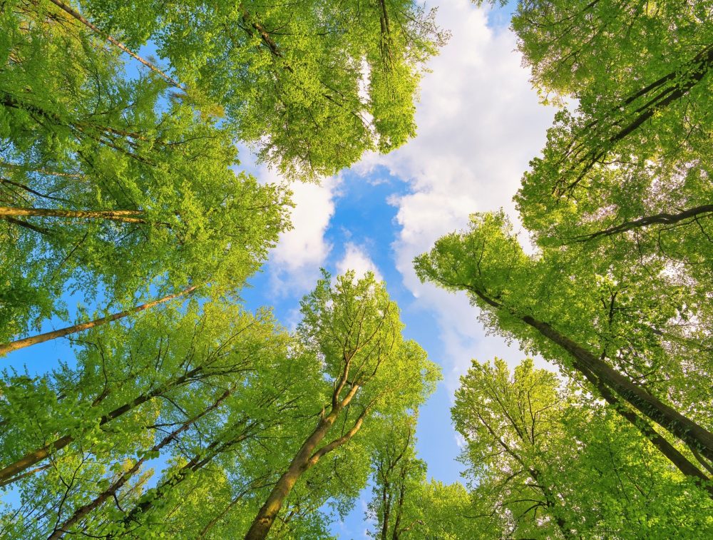 Plant leaves reveal how forests respond to rising carbon dioxide