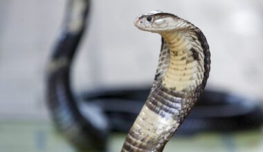 Two highly venomous snakes found by landlord after tenant left country – The Irish Times