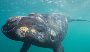 Specimen of rare whale spotted off Donegal last year sighted almost 5,000km away near Boston – The Irish Times
