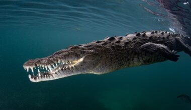 "I was dragged into the murk. I clawed at the sand in hope of grabbing a rock to hit the big carnivore and pry my leg out from its jaws"