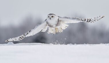 Snowy owl disappears from Sweden due to climate change