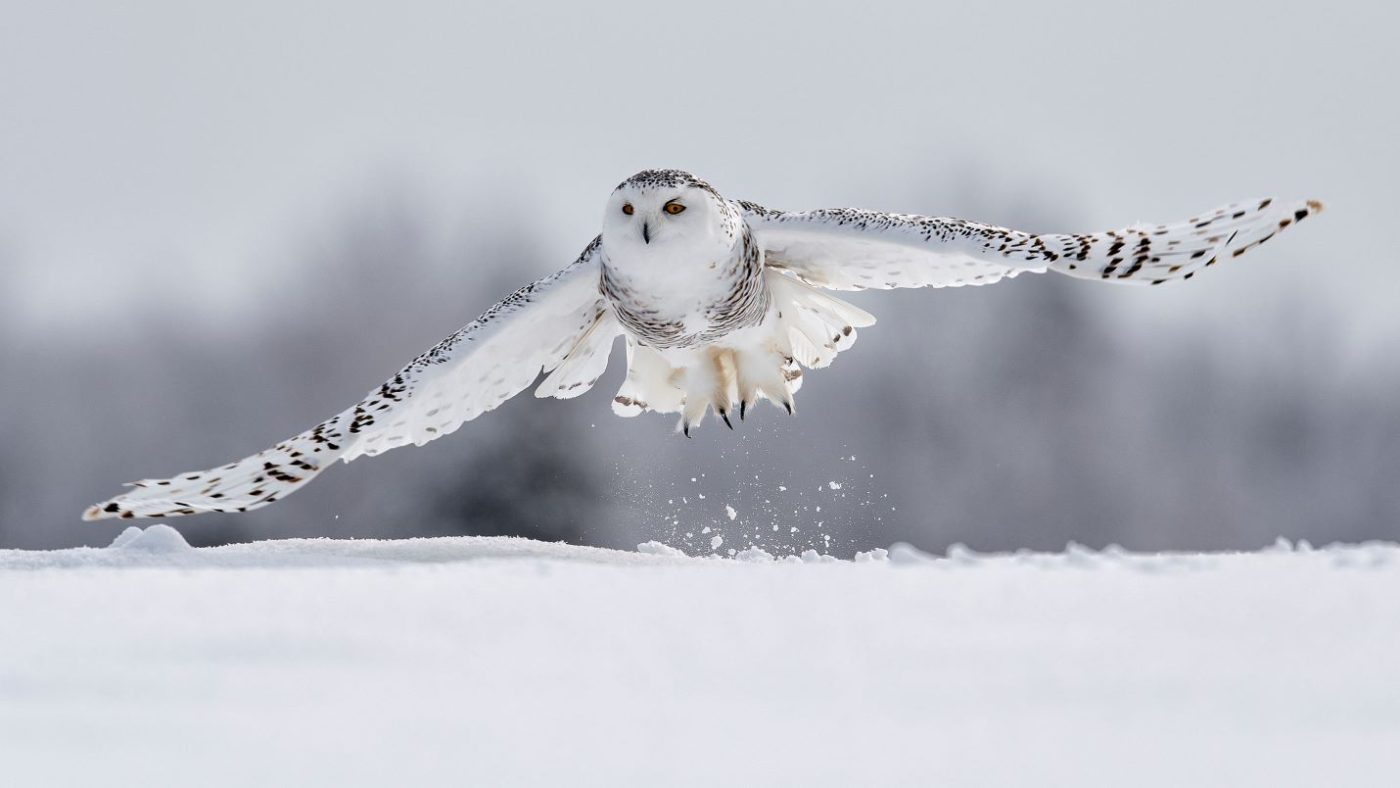 Snowy owl disappears from Sweden due to climate change