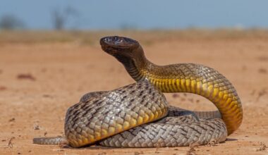Inland Taipan
