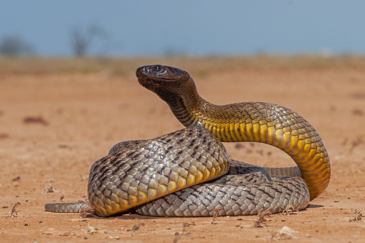 Inland Taipan