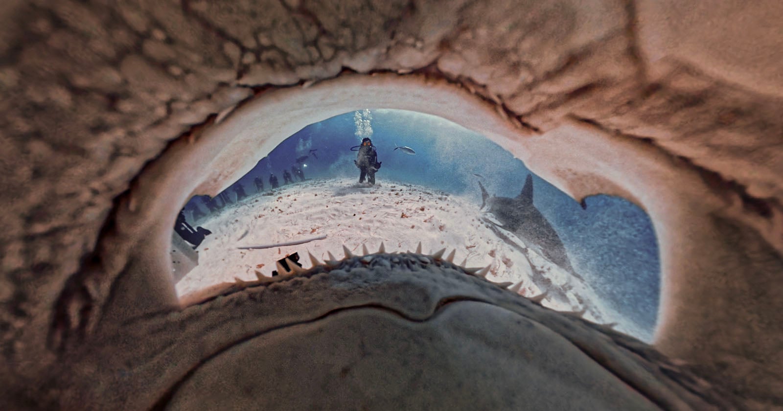 This Unique Photo Was Taken From Inside a Hammerhead Shark's Mouth
