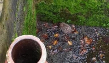 Look: Hedgehog rescued from underground storm tank in England