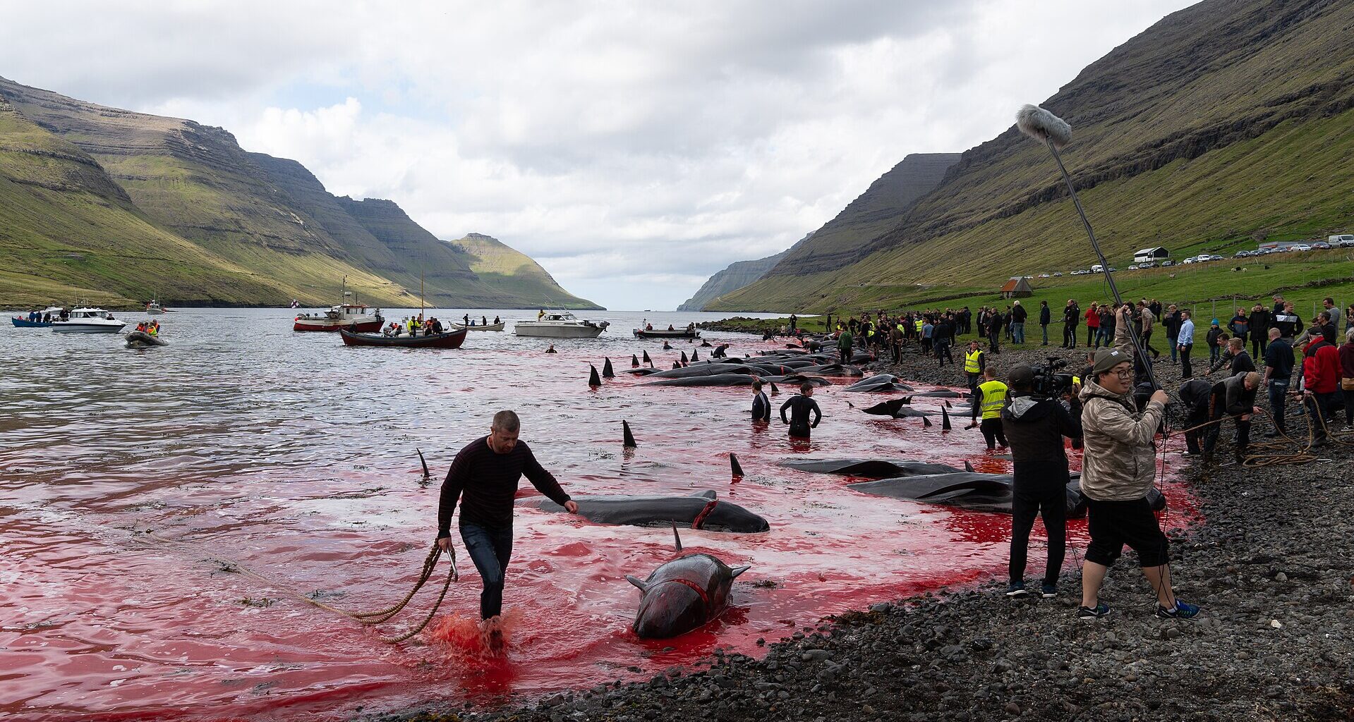 Unprecedented animal abuse case halts Faroe Islands' Grindadráp