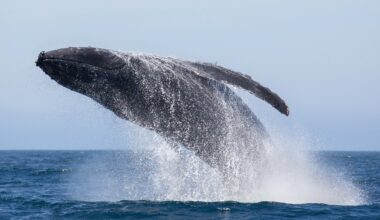 Humpback whale recovery hides a haunting genetic legacy