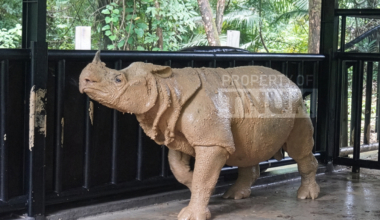 Indonesia’s 1st Javan rhino translocation ends in death, in conservation setback