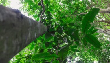 COP30: Momentum grows behind carbon markets as a climate solution