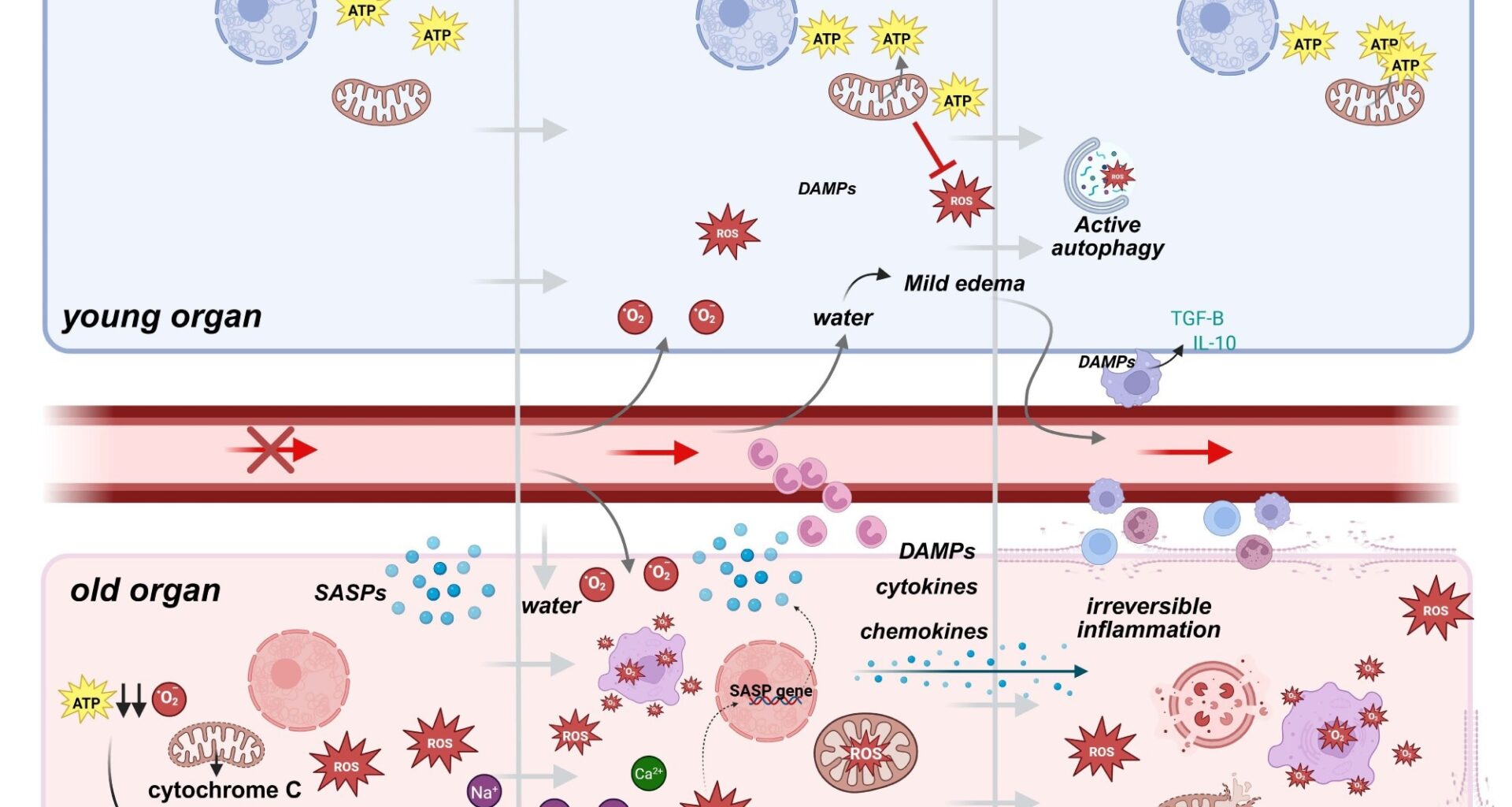 Cellular responses to ischemic reperfusion injury in young vs older donor organs. During ischemia, the deprivation of oxygen and nutrients leads to mitochondrial dysfunction and energy loss. In young cells, mitochondrial resilience helps sustain ATP production, ameliorating damage. Old cells, in contrast, experience significant ATP depletion, relying heavily on anaerobic metabolism, which leads to lactate buildup, pH reduction, and cellular stress. Upon reperfusion, the restoration of blood flow triggers oxidative stress as mitochondria generate excessive reactive oxygen species (ROS). Young cells compensate for those events through robust antioxidant systems, maintaining cellular integrity. Conversely, in old cells, impaired antioxidant defenses result in unregulated ROS production, furthermore damaging membranes, organelles, and DNA. Additionally, old cells release pro-inflammatory genes, amplifying local inflammation. Consequences are particularly severe in aged vascular endothelial cells, with ion pump dysfunction (e.g., Na⁺/K⁺ ATPase) causing ionic imbalances and cellular edema. This disruption exacerbates ischemic injury, progressing to irreversible damage. In contrast, young cells effectively resolve edema and inflammation through mechanisms that include macrophage945 mediated clearance of Damage-Associated Molecular Patterns (DAMPs) and anti-inflammatory cytokine release (e.g., IL-10 and TGF-β), allowing recovery and tissue repair. In old cells, persistent ROS generation, unresolved inflammation, and DAMP accumulation lead to irreversible inflammation, organelle collapse, and eventual cell death. Created in BioRender. Kayumov, M. (2025) https://BioRender.com/m23u7ro .