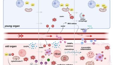 Cellular responses to ischemic reperfusion injury in young vs older donor organs. During ischemia, the deprivation of oxygen and nutrients leads to mitochondrial dysfunction and energy loss. In young cells, mitochondrial resilience helps sustain ATP production, ameliorating damage. Old cells, in contrast, experience significant ATP depletion, relying heavily on anaerobic metabolism, which leads to lactate buildup, pH reduction, and cellular stress. Upon reperfusion, the restoration of blood flow triggers oxidative stress as mitochondria generate excessive reactive oxygen species (ROS). Young cells compensate for those events through robust antioxidant systems, maintaining cellular integrity. Conversely, in old cells, impaired antioxidant defenses result in unregulated ROS production, furthermore damaging membranes, organelles, and DNA. Additionally, old cells release pro-inflammatory genes, amplifying local inflammation. Consequences are particularly severe in aged vascular endothelial cells, with ion pump dysfunction (e.g., Na⁺/K⁺ ATPase) causing ionic imbalances and cellular edema. This disruption exacerbates ischemic injury, progressing to irreversible damage. In contrast, young cells effectively resolve edema and inflammation through mechanisms that include macrophage945 mediated clearance of Damage-Associated Molecular Patterns (DAMPs) and anti-inflammatory cytokine release (e.g., IL-10 and TGF-β), allowing recovery and tissue repair. In old cells, persistent ROS generation, unresolved inflammation, and DAMP accumulation lead to irreversible inflammation, organelle collapse, and eventual cell death. Created in BioRender. Kayumov, M. (2025) https://BioRender.com/m23u7ro .