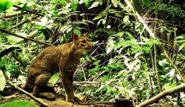 Small cat conservationists hail Uganda’s new Echuya Forest National Park