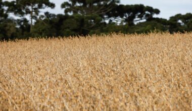 Brazil soy exports jump 64% in November ahead of Chinese shift to US