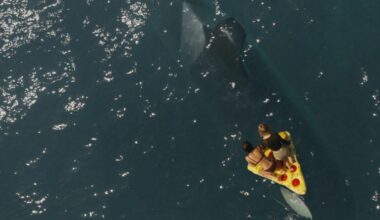 Killer Whale trailer