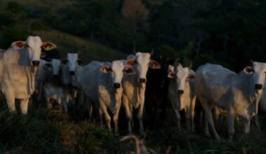 Brazil Amazonian state postpones cattle tracking key to preventing deforestation