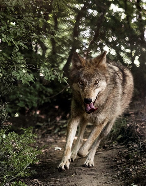 nymfaios-wild-renaissance-life-beside-bears-and-wolves2
