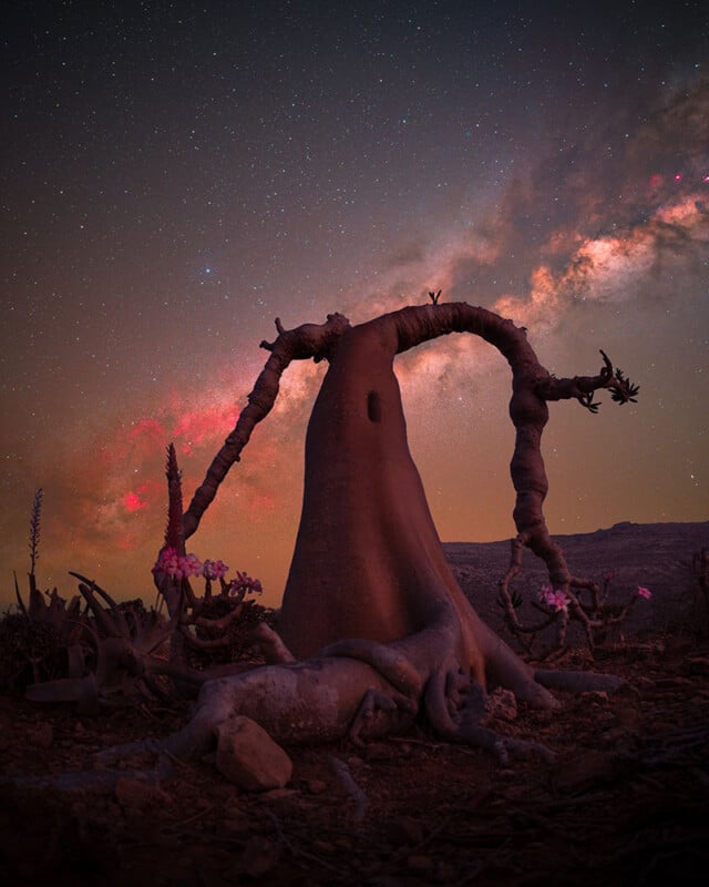 A large, twisted desert tree with thick branches stands under a vivid, star-filled night sky with the Milky Way glowing in the background. The scene is rocky and surreal, with pink flowers near the tree’s base.