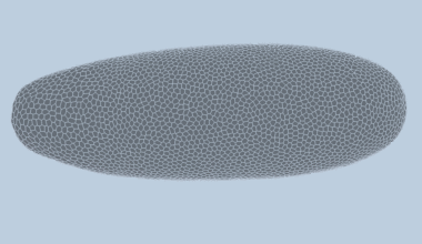 Deep-learning model predicts how fruit flies form, cell by cell | MIT News