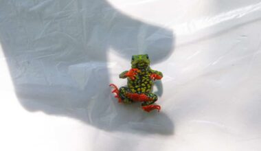 This Tiny Brazilian Toad Became the First Amphibian Ever to Halt a Hydroelectric Dam. Now, It Faces a Climate Disaster